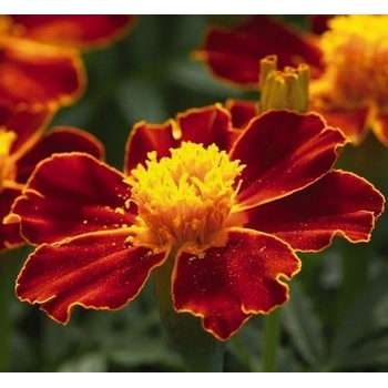 ? Семена на цветя Тагетес „Линеус (Tagetes patula Linnaeus) - ±250 бр. (1 г) (557340)
