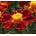 ? Семена на цветя Тагетес „Линеус (Tagetes patula Linnaeus) - ±250 бр. (1 г) (557340)