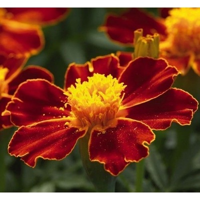 ? Семена на цветя Тагетес „Линеус (Tagetes patula Linnaeus) - ±250 бр. (1 г) (557340)
