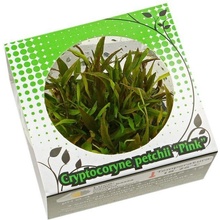 Cryptocoryne petchii pink