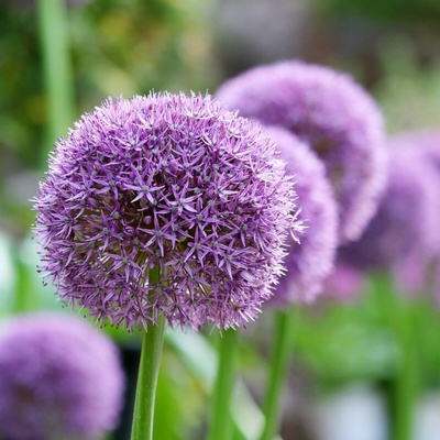 Česnek obrovský Giganteum Allium giganteum cibule okrasného česneku 1 ks
