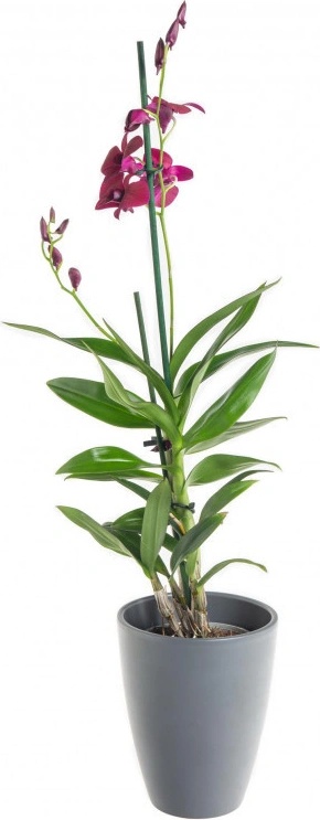 Orchidej Sa Nook