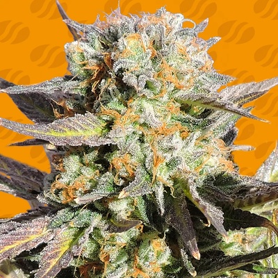 Original Sensible Seeds Grandaddy Black semienka neobsahujú THC 25 ks