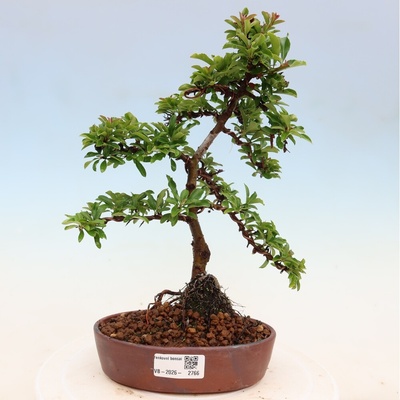 e-bonsai Venkovní bonsai - Pyracantha teton - Hlohyně šarlatová
