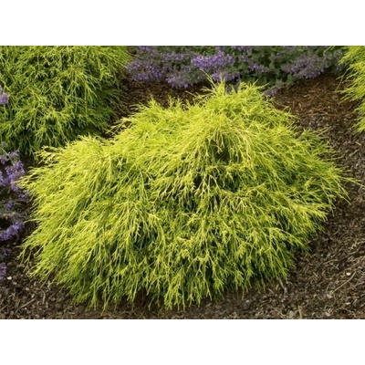 Cypruštek hrachonosný Sungold, výška 20-30 cm, kvetináč 2 l