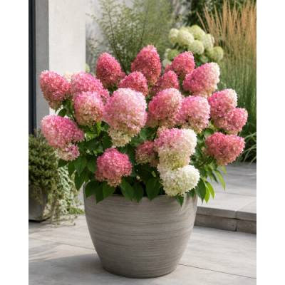 Hortenzia metlinatá (Hydrangea paniculata) ‘LIVING PINK AND ROSE’® by LIVING CREATIONS® - výška 50-70 cm, kont. C2L