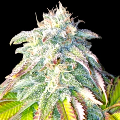 B-S-B Genetics Bruce Banner #3 semienka neobsahujú THC 10 ks
