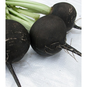 Ředkev setá kulatá černá - Raphanus sativus niger - semena ředkve - 200 ks