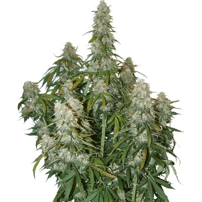 Seedstockers Big Bud semena neobsahují THC 3 ks