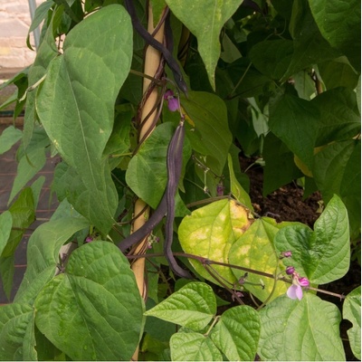 BIO Fazole Blauhilde - Phaseolus vulgaris - bio semena - 25 ks