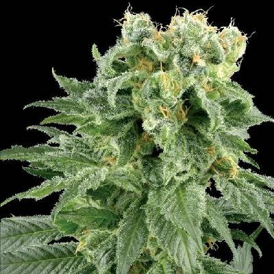 White Label Double Gum regular semena neobsahují THC 10 ks