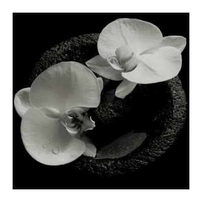 PATTON, MIKE & JEAN-CLAUD - CORPSE FLOWER LP