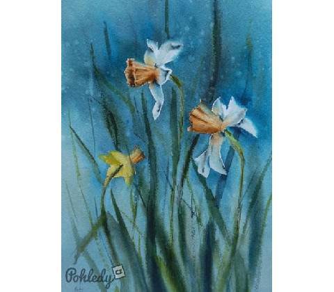 Pohlednice Narcisky