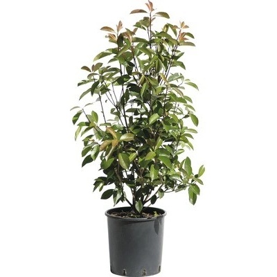 Červienka Fraserova FloraSelf Photinia fraseri 'Red Robin' výška 80-100 cm kvetináč 10 l