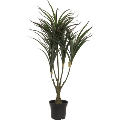 Dracena zeleno-červená, 90 cm