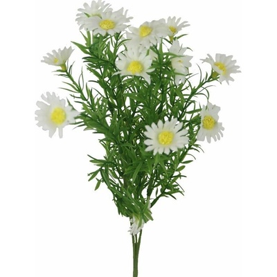 Divá margaréta X8170-01