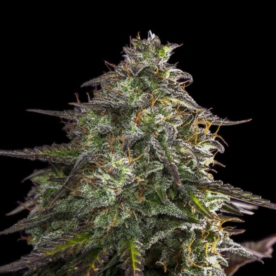 Expert Seeds Blue Cheese Auto semienka neobsahujú THC 15 ks