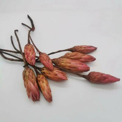 Protea repens pink small - 30ks