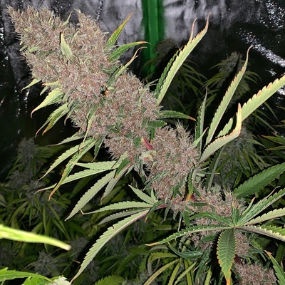 Ace Seeds Malawi x PCK regular semienka neobsahujú THC 10 ks
