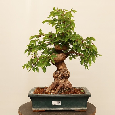 e-bonsai Venkovní bonsai -Carpinus Coreana - Habr korejský