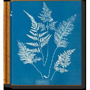 Anna Atkins. Cyanotypes | Peter Walther (ISBN: 9783836596039)