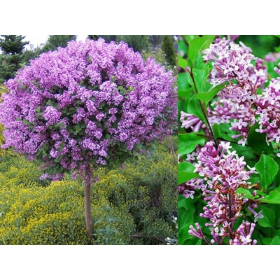 Orgován Palibin na 70-80cm kmienku, výška 110-130cm, kvetináč 3 l
