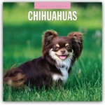 Browntrout Verlags GmbH Chihuahuas - Chihuahua 2026 - 16-Monatskalender | Red Robin Publishing Ltd