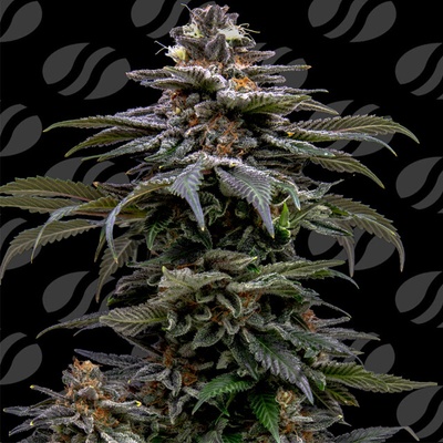 Original Sensible Seeds Purple Overload semena neobsahjí THC 1 ks