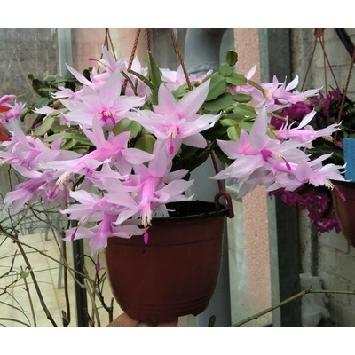 Schlumbergera sp. bílá "Vánoční kaktus"