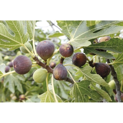 Figovník BIO samoopelivý FloraSelf Bio Ficus carica 'Peretta' cca 40 cm kvetináč 3 l