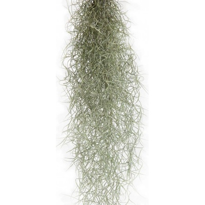 Tilandsie provazovkovitá, Tillandsia usneoides, závěs 80 - 100 cm dlouhý
