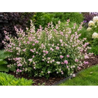 Imelovník (Symphoricarpos) ‘Symphony Rave’ - výška 40-60 cm, kont. C3L