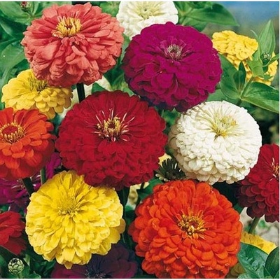 Cínia pôvabná obrovská Zmes - Zinnia elegans - semená - 50 ks