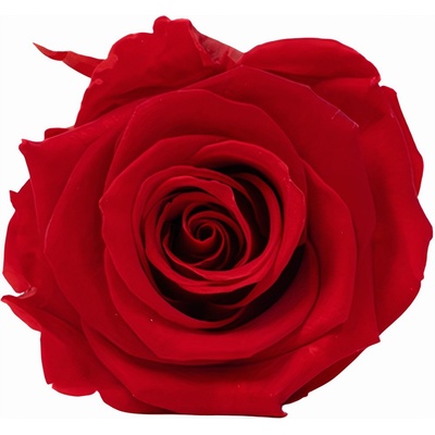 Stabilizovaná růže Rose Amor XL červená (hlava)