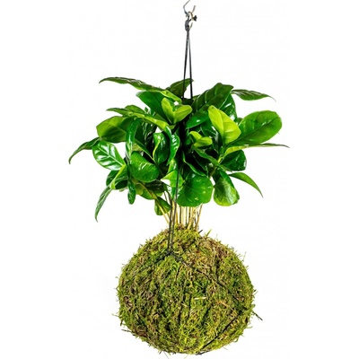 Gardners Kokedama Coffea arabica (L) Kávovník arabský 1 ks