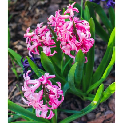 Hyacint mnohokvětý růžový Hyacinthus prodej cibulovin 1 ks