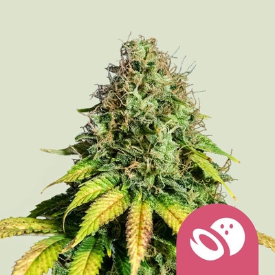 Royal Queen Seeds Somango XL semienka neobsahujú THC 100 ks