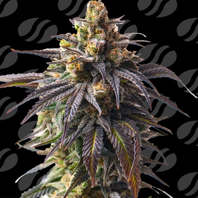 Original Sensible Seeds Velvet Drip Auto semena neobsahjí THC 1 ks