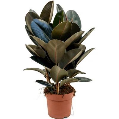 Ficus elastica Abidjan 34x110 cm
