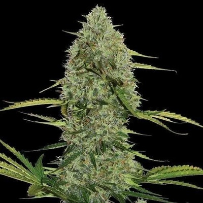 Spliff Seeds Mega Power Plant AUTO semena neobsahují THC 3 ks
