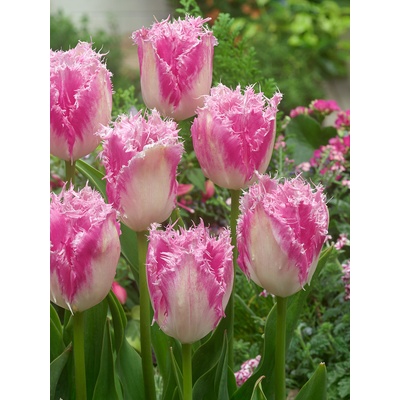 Tulipán 'Huis ten Bosch' 5 ks – Zboží Dáma