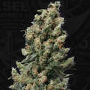 T.H. Seeds Kushage semena neobsahují THC 2 ks