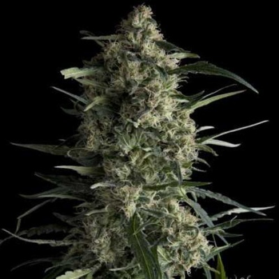 Pyramid Seeds Galaxy CBD semienka neobsahujú THC 3 ks