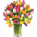 Tulipány - donáška květin