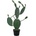 Kaktus Nopal, 76cm