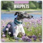 Browntrout Verlags GmbH Whippets - Whippet 2027 - 16-Monatskalender | Red Robin Publishing Ltd