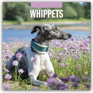 Browntrout Verlags GmbH Whippets - Whippet 2027 - 16-Monatskalender | Red Robin Publishing Ltd