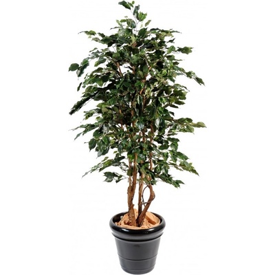 Luxusní umělý strom Ficus Exotica Green, 210cm