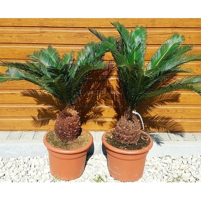 Cykas japonský (Cycas revoluta) kmeň 20cm, veľkosť 60-80cm