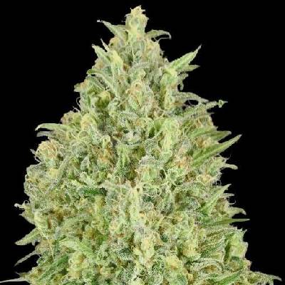 Advanced Seeds AUTO Pineapple Glue semena neobsahují THC 5 ks